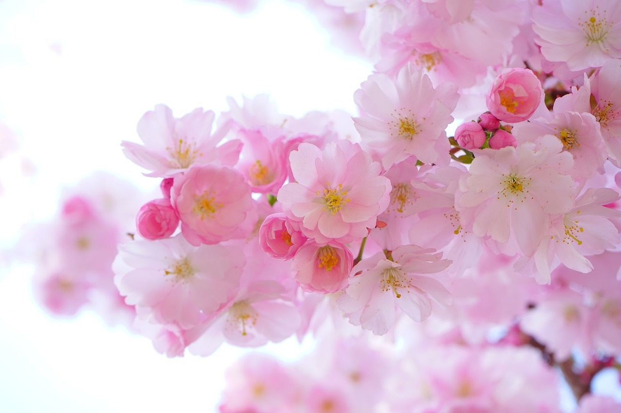 La belleza de una flor, proviene de sus raíces